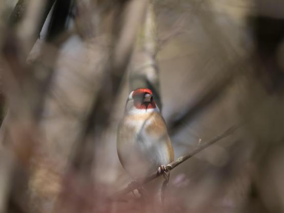 A Goldfinch on a branch, slightly blurred by out of focus branches in the foregrounfd.