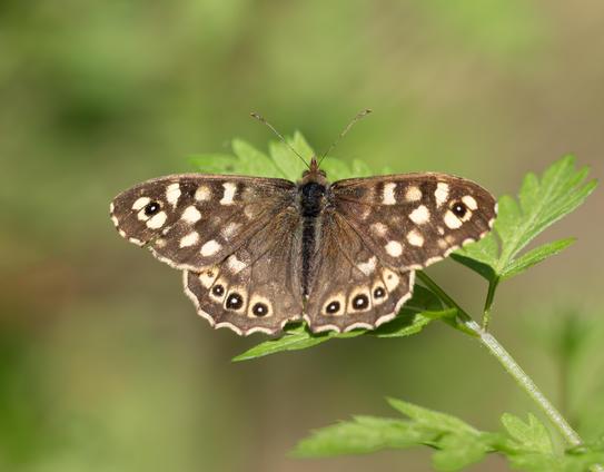 Speckled wood butterfly on a green plant.