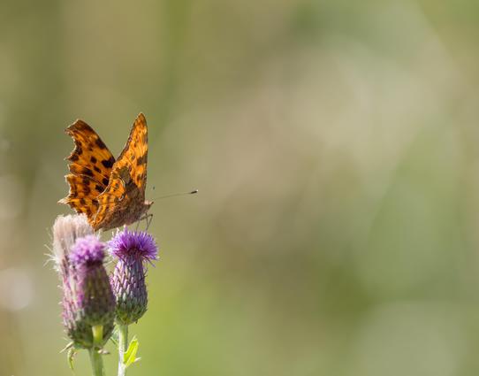 Comma butterfly on a purple thistle.