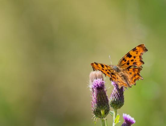 Comma butterfly on a purple thistle.