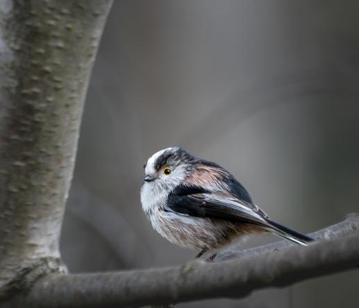 A long-tailed tit sitting on a tree branch.