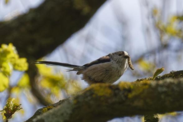 A little brown, black, and grey bird is perched on aovhen encrusted branch with a grub on its beak.