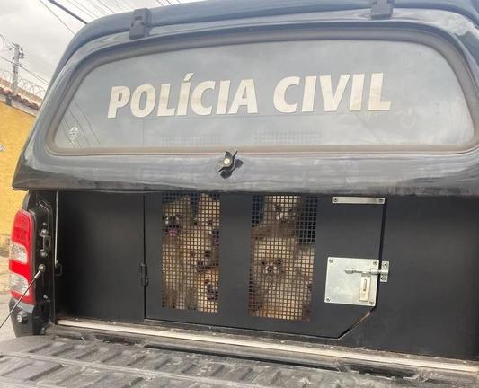 Lots of Pomeranians in the trunk of a police car