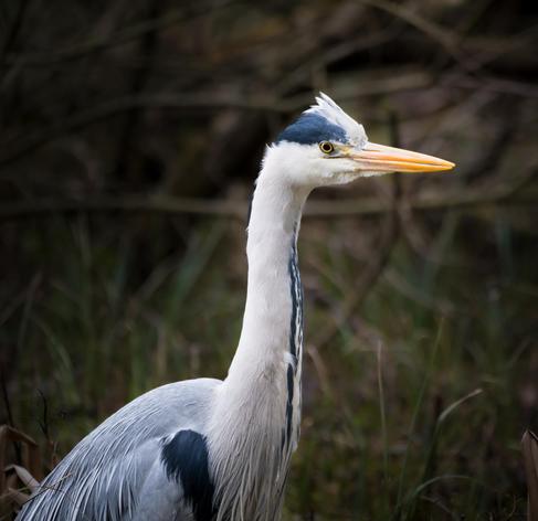 A Grey Heron against a backdrop of grasses and branches.