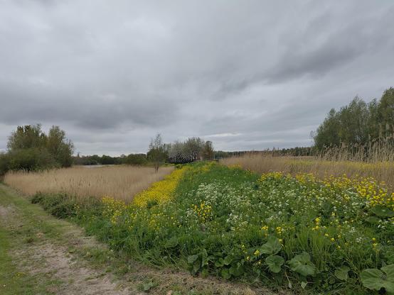 Dutch polder landscape. The sky is grey and the clouds hint at rain. A strip of wild grasses, yellow and white flowers runs from the foreground to the horizon. On either side are fields of brown reeds. On the horizon a line of trees can be seen. There are no hills everything is flat.