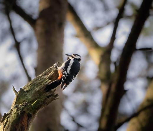 Side profile of a great spotted woodpecker on a broken tree stump with other leafless trees and branches in the background.