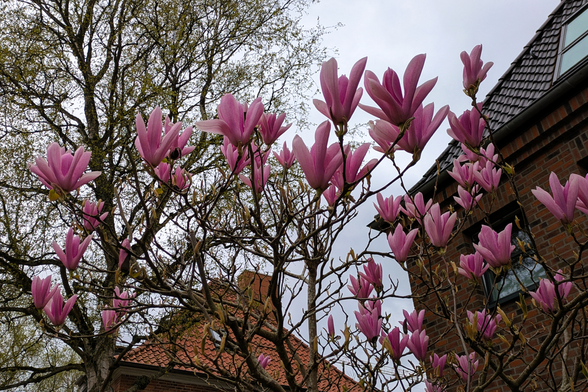 Magnolienblüten vor grauem Himmel mit Teilen zweier Häuser