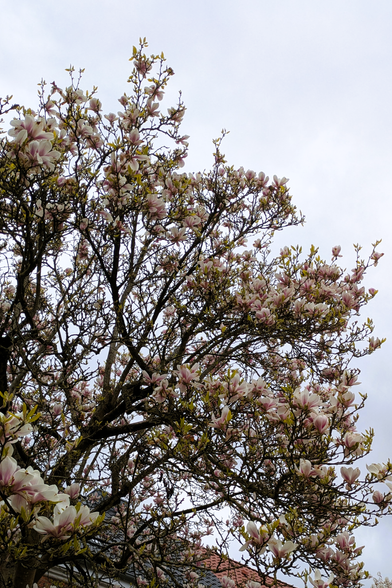 Magnolienblüten vor grauem Himmel