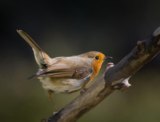 A robin on a single tree branch.