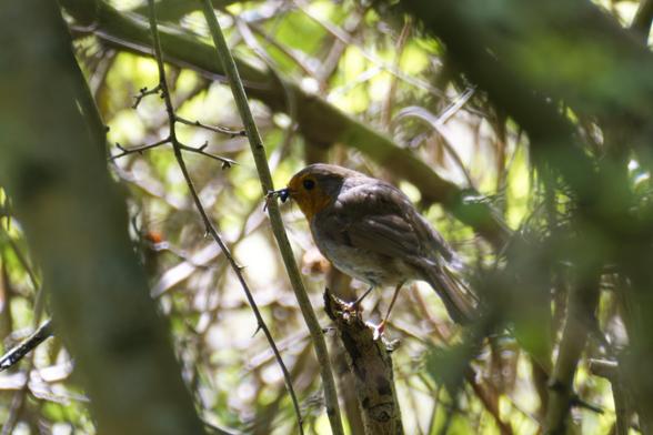 A robin with a fly in its beak, peaking through the branches of a tree.