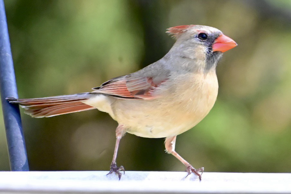 Female cardinal perched in the sun