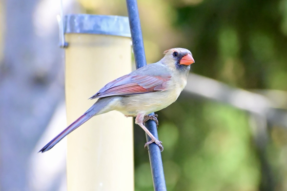 Female cardinal on a post