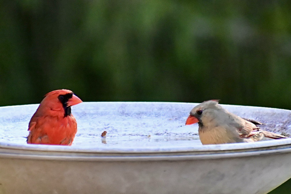 Male and female cardinals in a bird bath facing each other