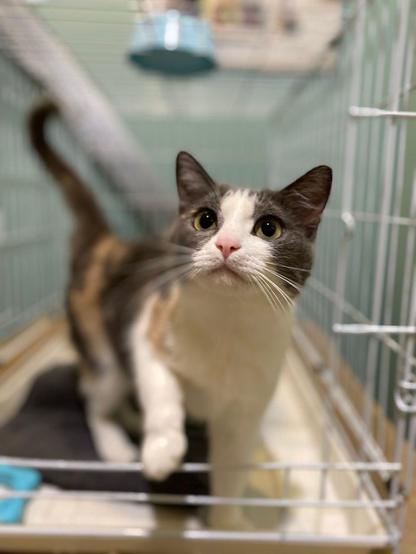 A gray, white, and orange cat with big dark eyes stands in a white metal cage. One white paw reaches out. It has a pink nose and long whiskers. The tail is up.