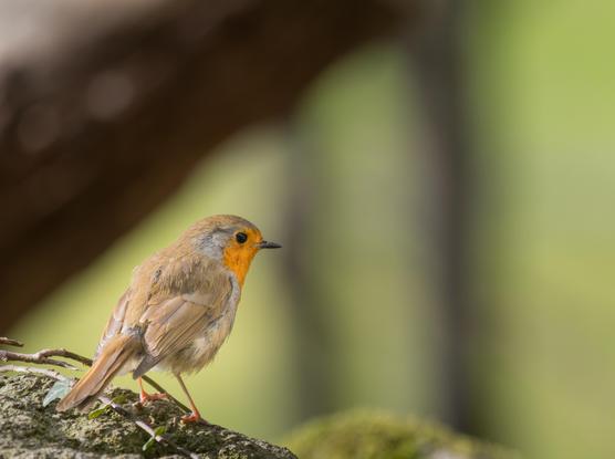 A Eurasian robin sat on a stone wall against a largely moss-green background with the top left darkened by the blur of a fallen tree strump.
