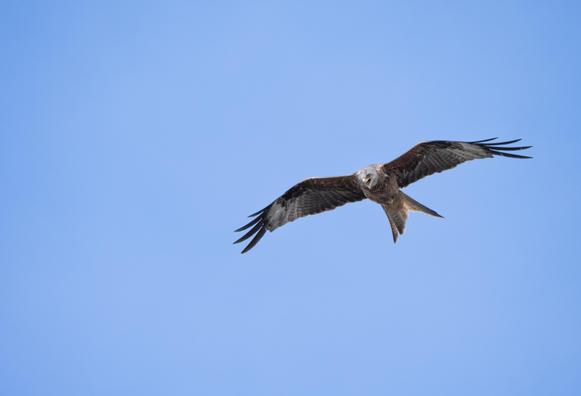 A red kite in full flight against a blue sky.