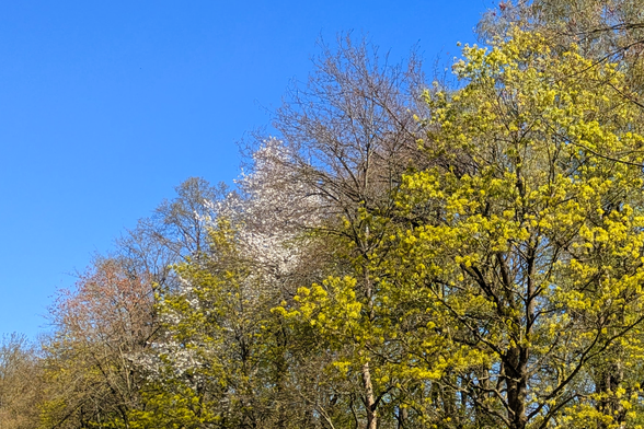 Blick auf eine Baumreihe mit frühlingsgrünen Bäumen, dazwischen ein weiß blühender Baum. Der Himmel ist strahlend blau.