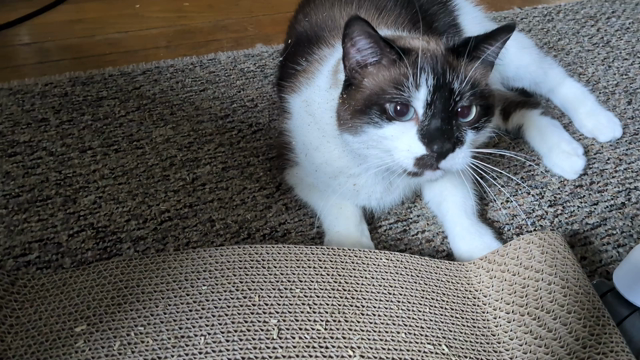 Tuxedo cat all doinked on catnip on a Sunday. The republic still stands... but for how long? The cat does not know or refuses to speculate.