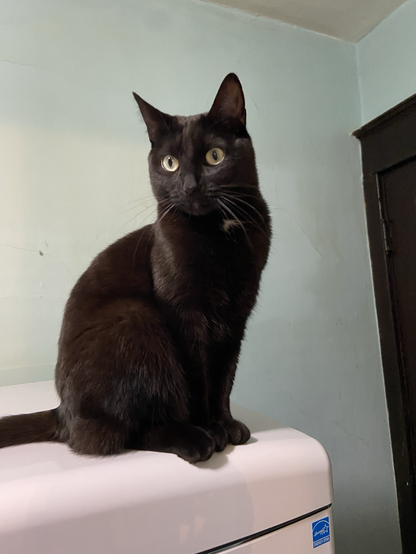 A sleek black cat with a tiny white star on her chest sits tall on top of a white/chrome refrigerator