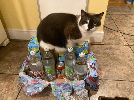 Cat sits atop a small pile of flavored carbonated water in bottles and cans.