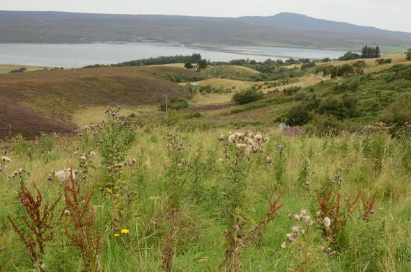 Ein Landschaftsfoto zeigt eine weite Szene mit einem Gewässer, Hügeln und wilder Vegetation. Im Vordergrund wachsen hohes grünes Gras, rötlich-braune rötlich-braune Pflanzen und weiße, flauschige Distelsamen. Die mittlere Ebene umfasst sanft abfallende Hügel mit violetten und grünen Flächen sowie einen kleinen Weg. Im Hintergrund liegt ein großes, ruhiges Gewässer vor einer entfernten Bergkette unter einem grauen Himmel.