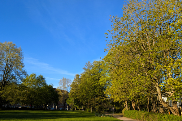 Blick über eine Rasenfläche auf eine Reihe frühlingsgrüner Bäume vor blauem Himmel. Im Hintergrund sind Straßen und Häuser zu erkennen.