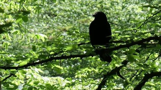 Pitch black crow perched on a tree branch.
Photograph by www.smetterling.eu