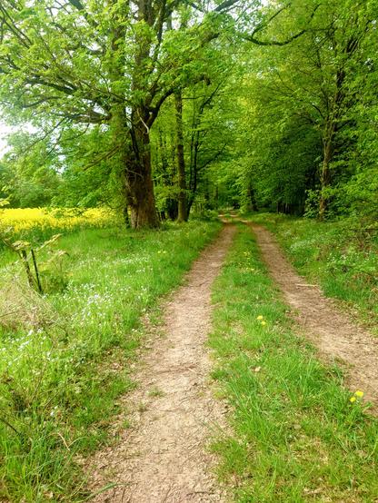 Ein Feldweg im grünen gesäumt von großen bäumen. Zwei Spuren entstanden durch Fahrzeuge hier entlang führen links sieht man noch das gelb eines Rapsfeldes.