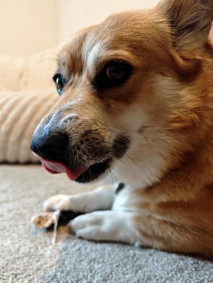 Canis lupus pembrokensis, lying on carpet, looking up from devouring a disgusting dried meat chew and doing a subtle mlem for the camera.