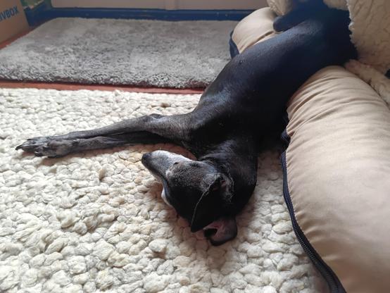 Dog overflowing out of its bed onto the carpet.