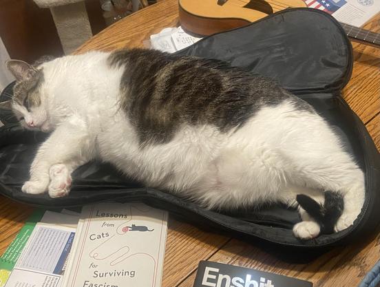 A chubby black and white cat sleeping in a ukulele case that  is too small for her. There are books in the foreground and a ukulele in the background
