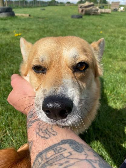 Canis lupus pembrokensis, getting some cuddles in with a heavily tattooed human arm (belonging to the day care staffer who took the photo).