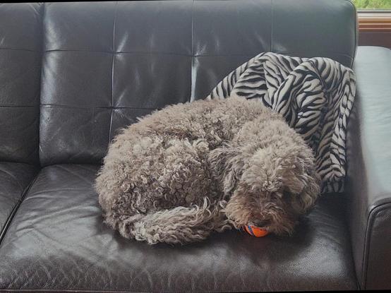 Roan-coloured Lagotto (dog) asleep and curled up on a dark leather couch with a bright orange ball in het mouth.