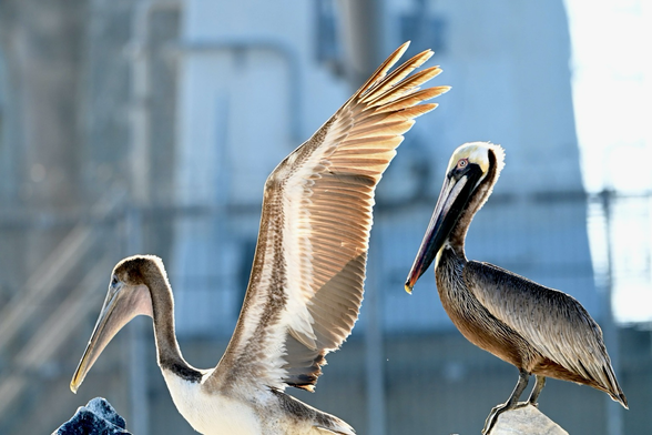 Two brown pelicans. One with its wings out-stretched