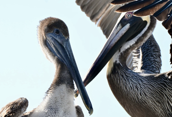 Two brown pelicans facing each other
