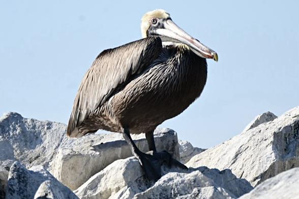 A brown pelican perched on a rock.