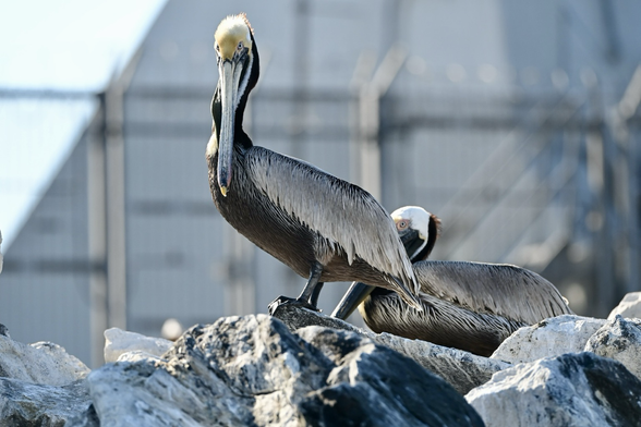 Two brown pelicans one standing the other nesting on a rock.