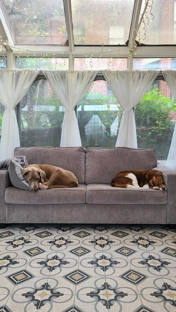 A silver Labrador retriever and a beagle basset mix lounge on a couch.