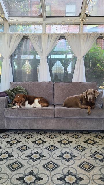 A beagle basset and a silver lab lounging on a couch.