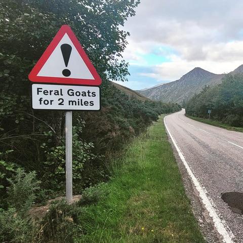 A warning red triangle road sign with an exclamation mark and text underneath warning "Feral Goats for 2 miles"