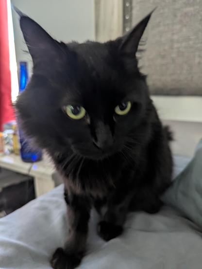 A mediocre picture of a black kitten, who is definitely very critical of LLMs. Or something.
