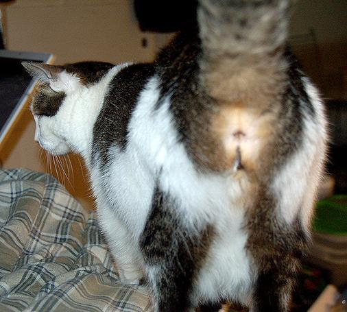 A cat ass.
