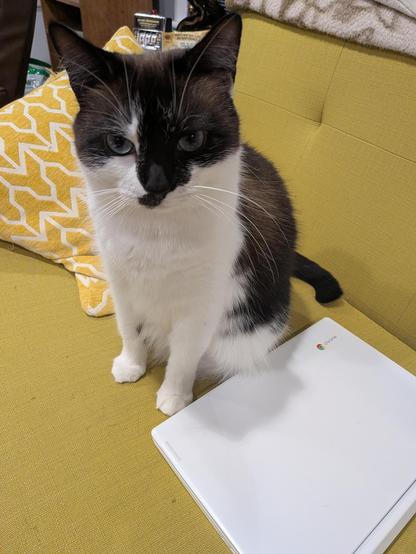 Tuxedo cat is underwhelmed by laptop made for use by children. It is insufficient for her computing needs.
