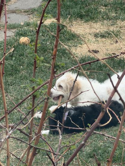 A white dog is lying on the grass, chewing on a stick, while a black dog rests nearby. The scene is partially framed by branches, with a ball visible in the background.
