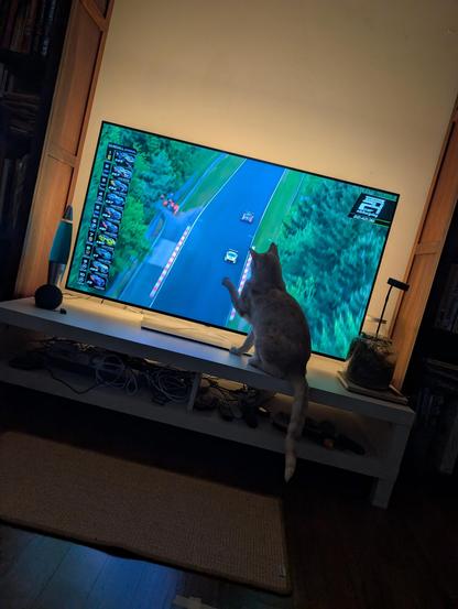 A cat pawing at racecars on the TV screen