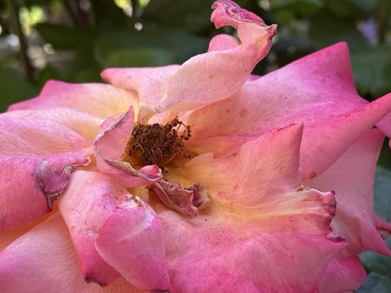 Photo of a wilted red rose.