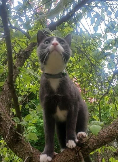 Cat on a tree