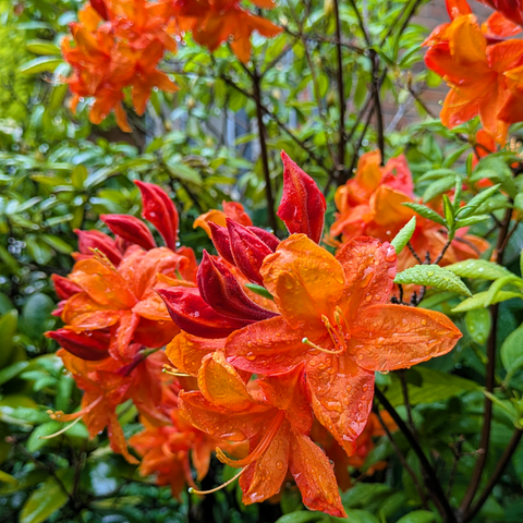 Leuchtend orangene Rhododendronblüten voller Regentropfen