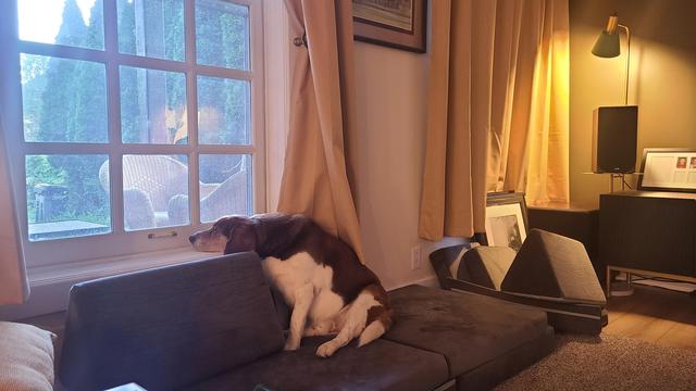 Beagle basset mix sitting on a deconstructed kids play couch, resting his head on a windowsill.
