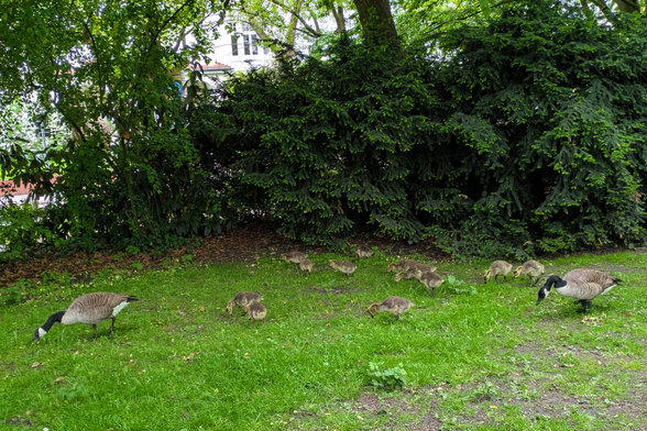 Zwei Gänse mit vielen Küken auf dem Rasen vor einer dichten Hecke. Dahinter sind Häuser zu erkennen.